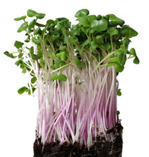 Load image into Gallery viewer, Microgreen Kit