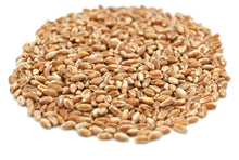 Load image into Gallery viewer, Wheatgrass Seeds, Non GMO & Organic