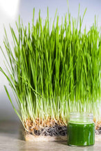 Load image into Gallery viewer, Wheatgrass