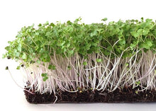 Load image into Gallery viewer, Kale Seeds, Non GMO