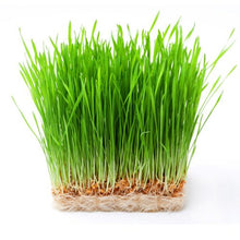 Load image into Gallery viewer, Wheatgrass Seeds, Non GMO & Organic