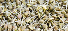 Load image into Gallery viewer, Sprouting Brown Lentil Seeds, Non GMO