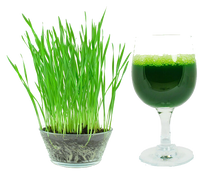 Load image into Gallery viewer, Wheatgrass Seeds, Non GMO & Organic