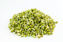 Load image into Gallery viewer, Mung Bean Seeds, Non GMO & Organic