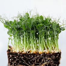 Load image into Gallery viewer, Pea Shoots, Non GMO & Organic