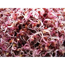 Load image into Gallery viewer, Red Cabbage Seeds, Non GMO