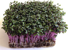 Load image into Gallery viewer, Red Cabbage Seeds, Non GMO