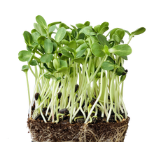 Load image into Gallery viewer, Sunflower Seeds, Non GMO