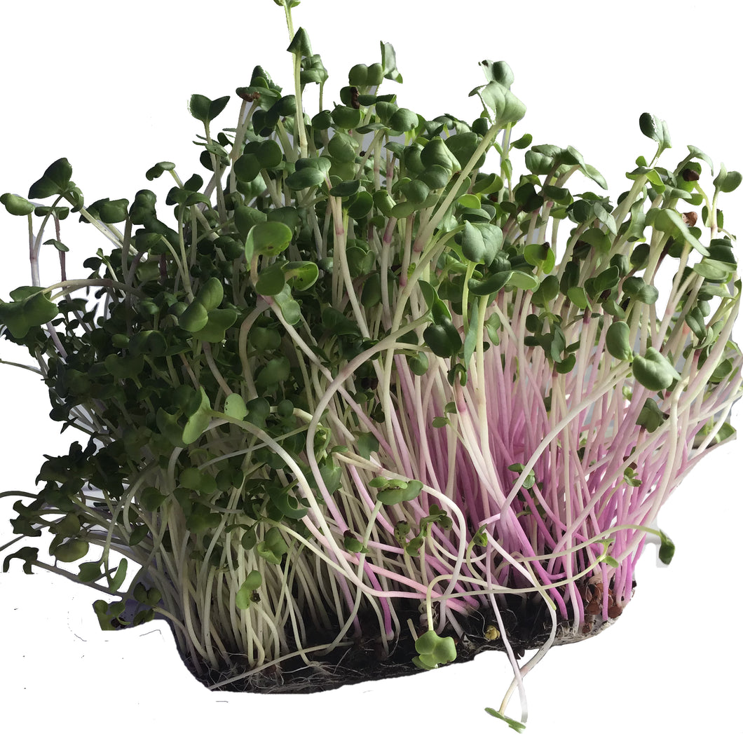 Mixed Microgreens - Radish & Broccoli Living Greens