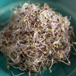 Kale Seeds