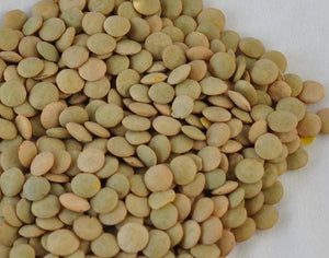 Sprouting Brown Lentil Seeds