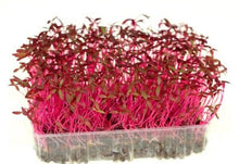 Load image into Gallery viewer, Red Amaranth Seeds
