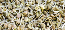 Load image into Gallery viewer, Sprouting Brown Lentil Seeds
