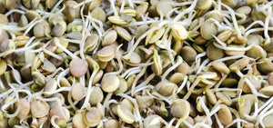 Sprouting Brown Lentil Seeds