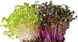 Mixed Microgreens - Red Cabbage & Broccoli Living Greens