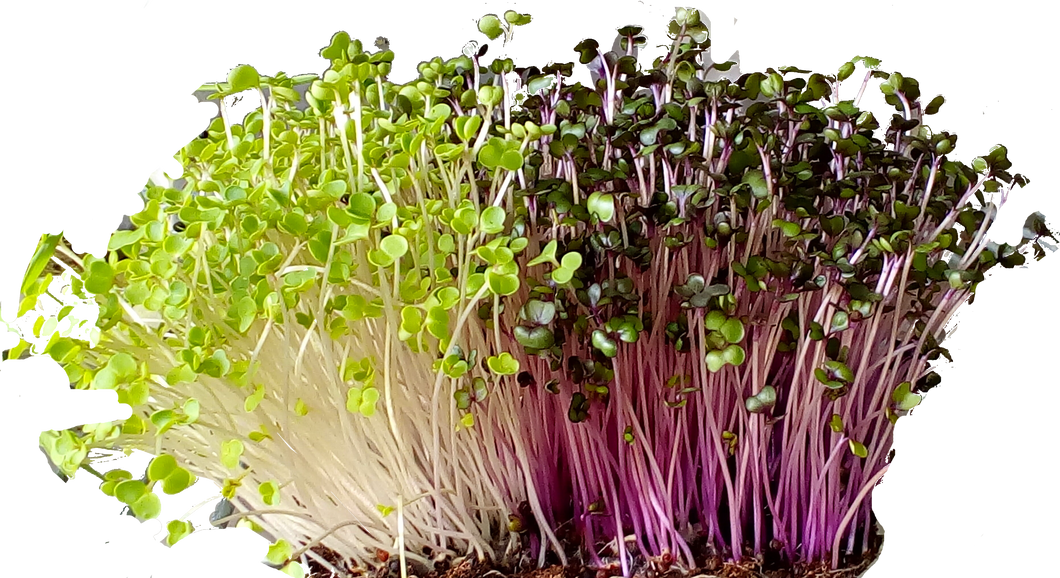 Mixed Microgreens - Red Cabbage & Broccoli Living Greens