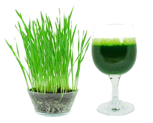 Wheatgrass Seeds