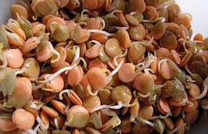 Sprouting Red Lentil Seeds