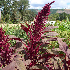 Red Amaranth Seeds