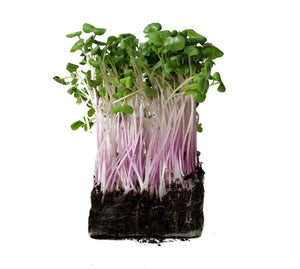 Radish Living Greens